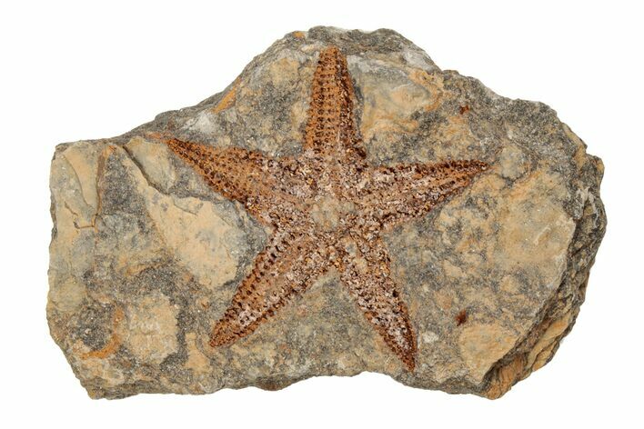 2" Ordovician Starfish (Petraster?) Fossil with Pos/Neg - Morocco